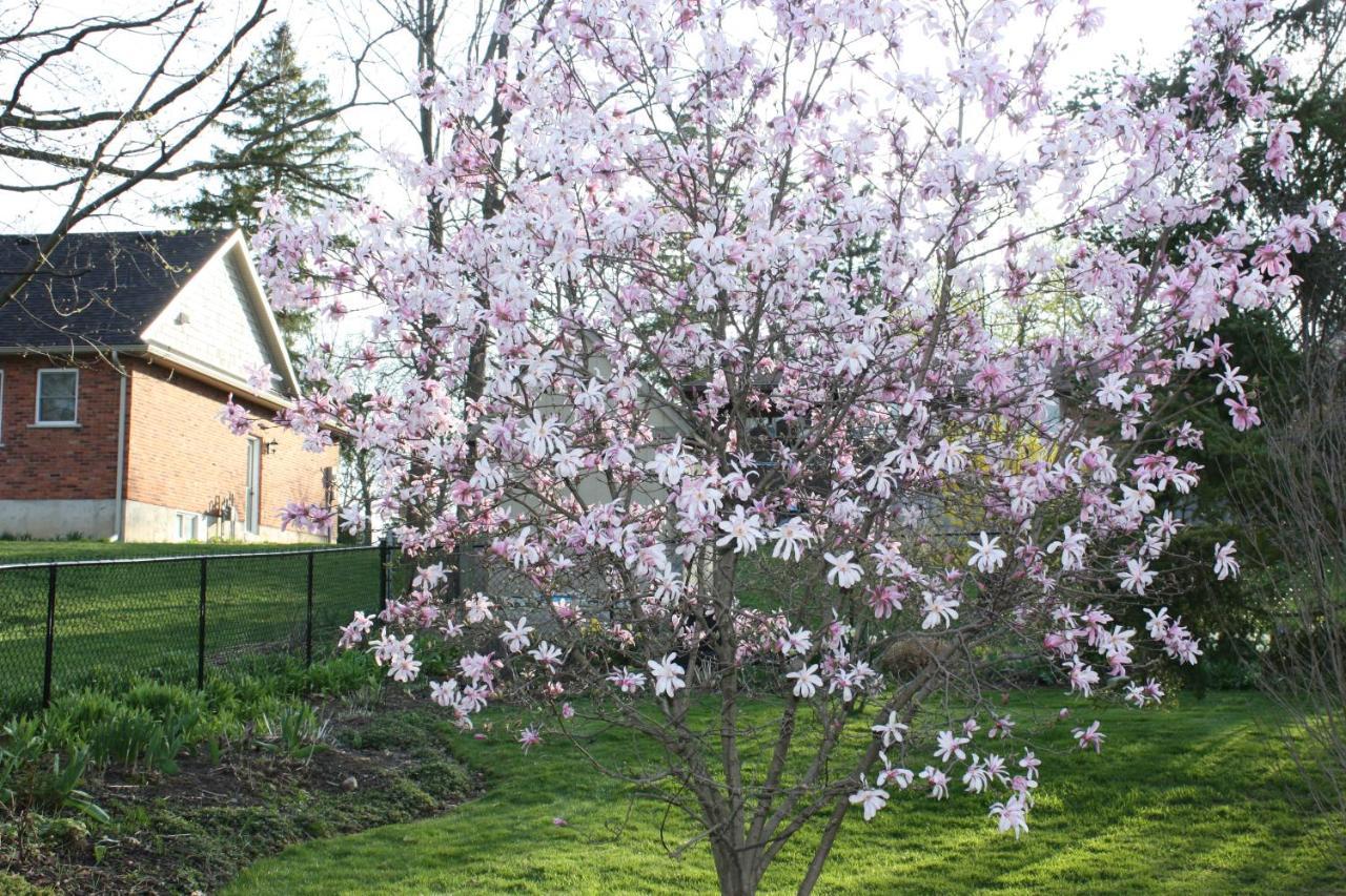 Carrousel Bed & Breakfast Cayuga Zewnętrze zdjęcie